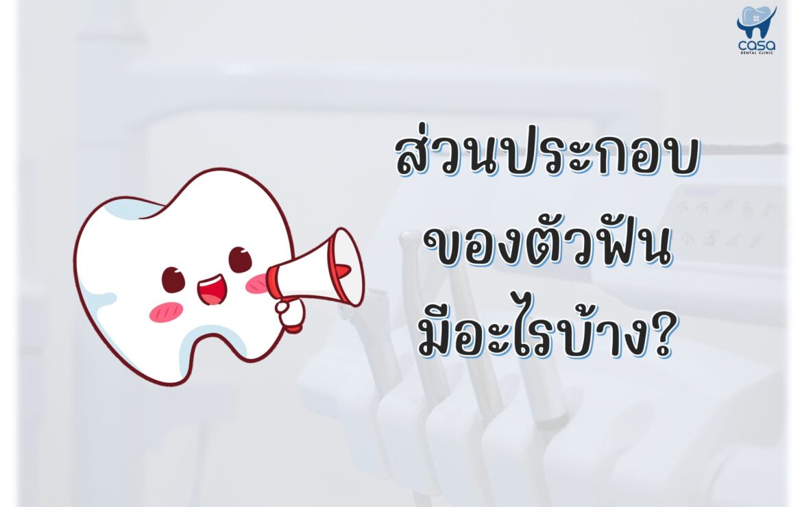 ส่วนประกอบของฟัน มีอะไรบ้าง?