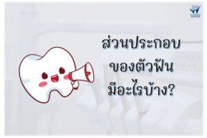 ส่วนประกอบของฟัน มีอะไรบ้าง?