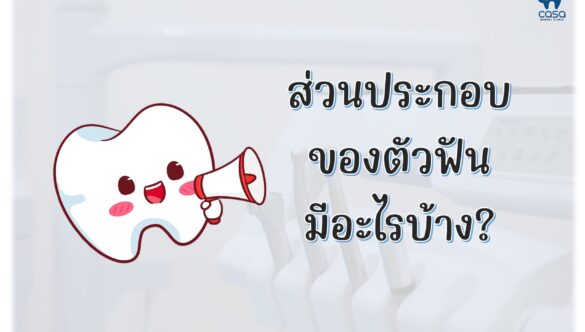 ส่วนประกอบของฟัน มีอะไรบ้าง?